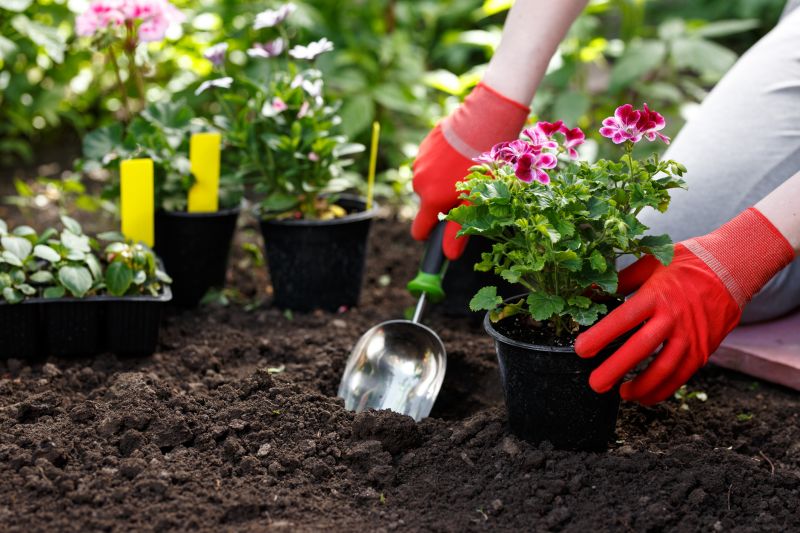 Plant Repotting Service
