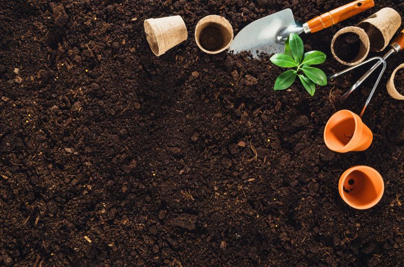 Plant Repotting Service