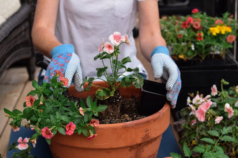Cost of Plant Repotting Service